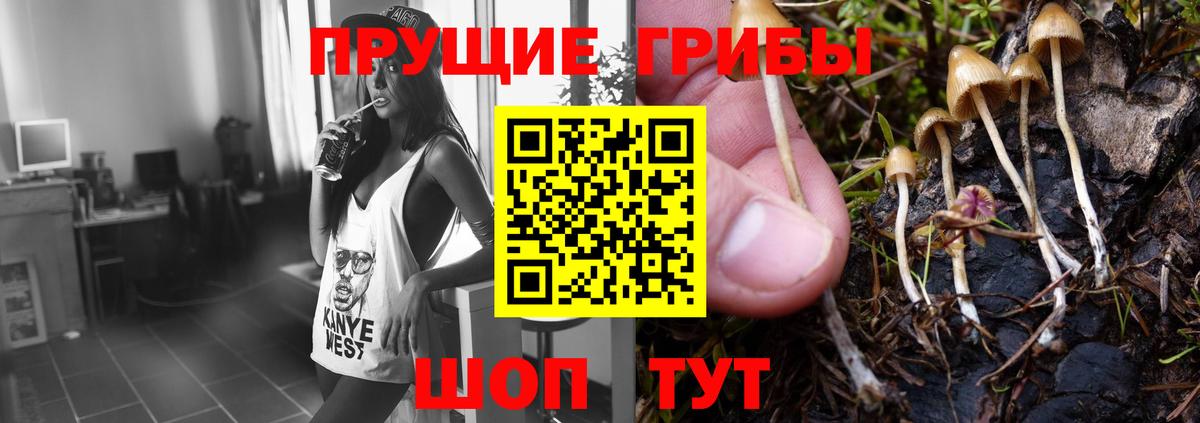 Анжеро-Судженск  Галлюциногенные грибы Cubensis  Вход с VPN 